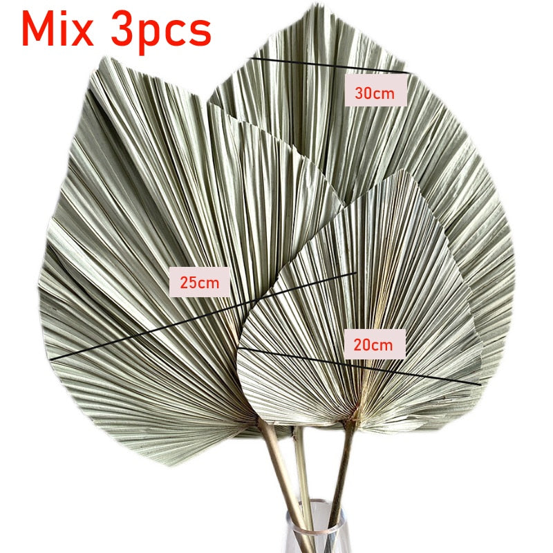 Large Dried Palm Leaves 3 PCS