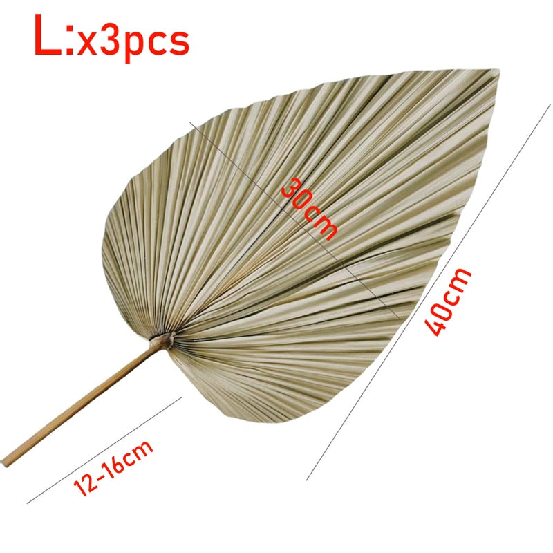 Large Dried Palm Leaves 3 PCS